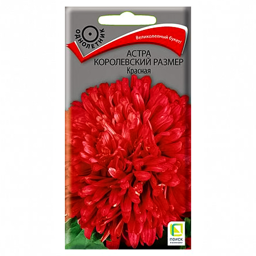 Астра Королевский размер красная Поиск