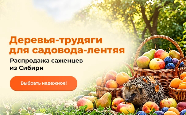 Деревья-трудяги для садовода-лентяя! Распродажа саженцев из Сибири