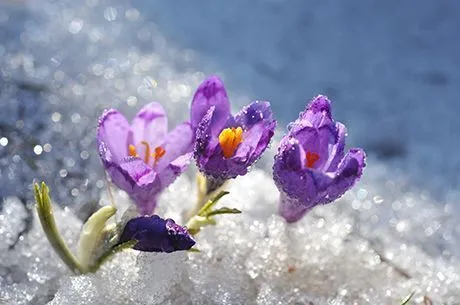 Календарь садовода и огородника на март 2020