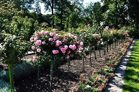 Штамбовые розы: посадка, уход и укрытие на зиму