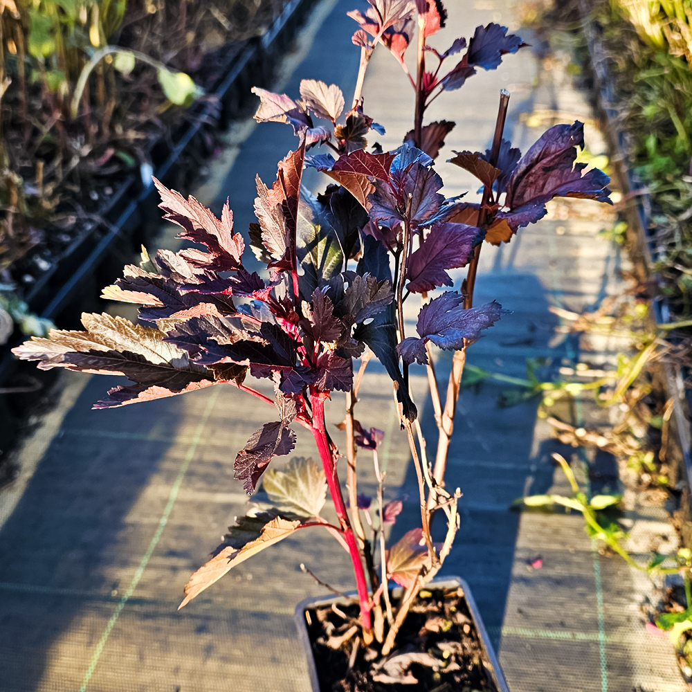 Пузыреплодник калинолистный малоуходный Саммер Вайн