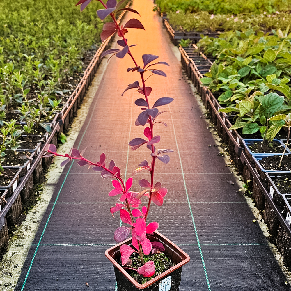 Барбарис Оттавский Суперба