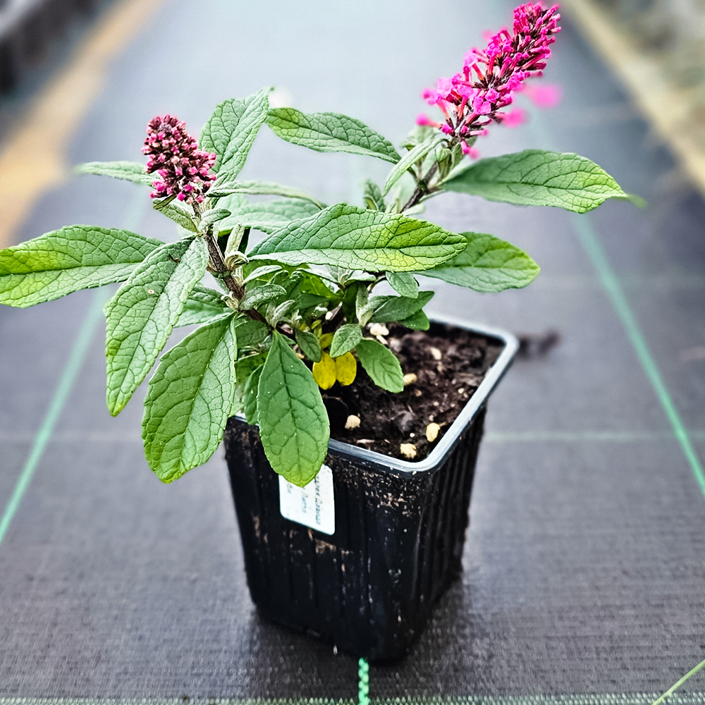 Буддлея Давида Баттерфляй Канди Литтл Руби