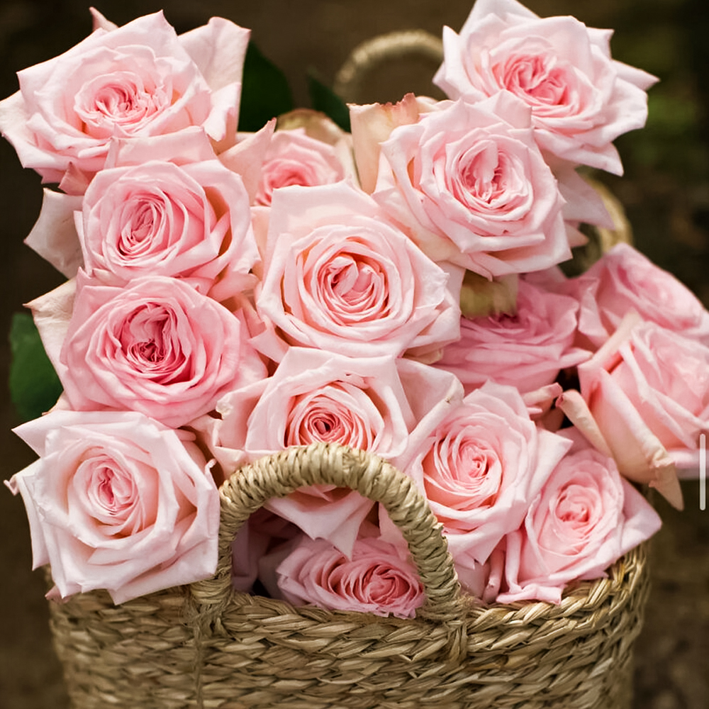 

Роза чайно-гибридная премиум парфюм Пинк Охара