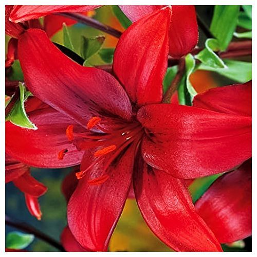 Лилия азиатская Гран Парадисо № 1