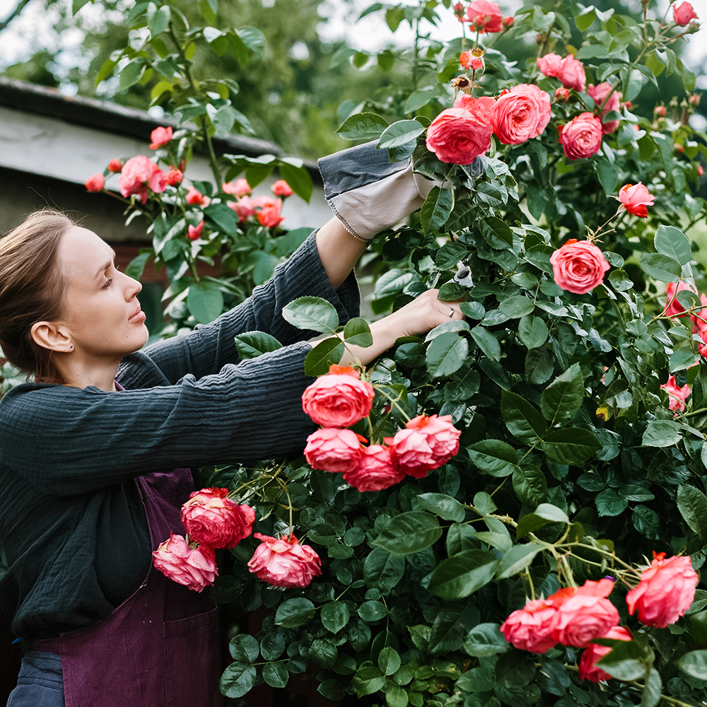 Роза флорибунда для жары и засухи Шакенборг