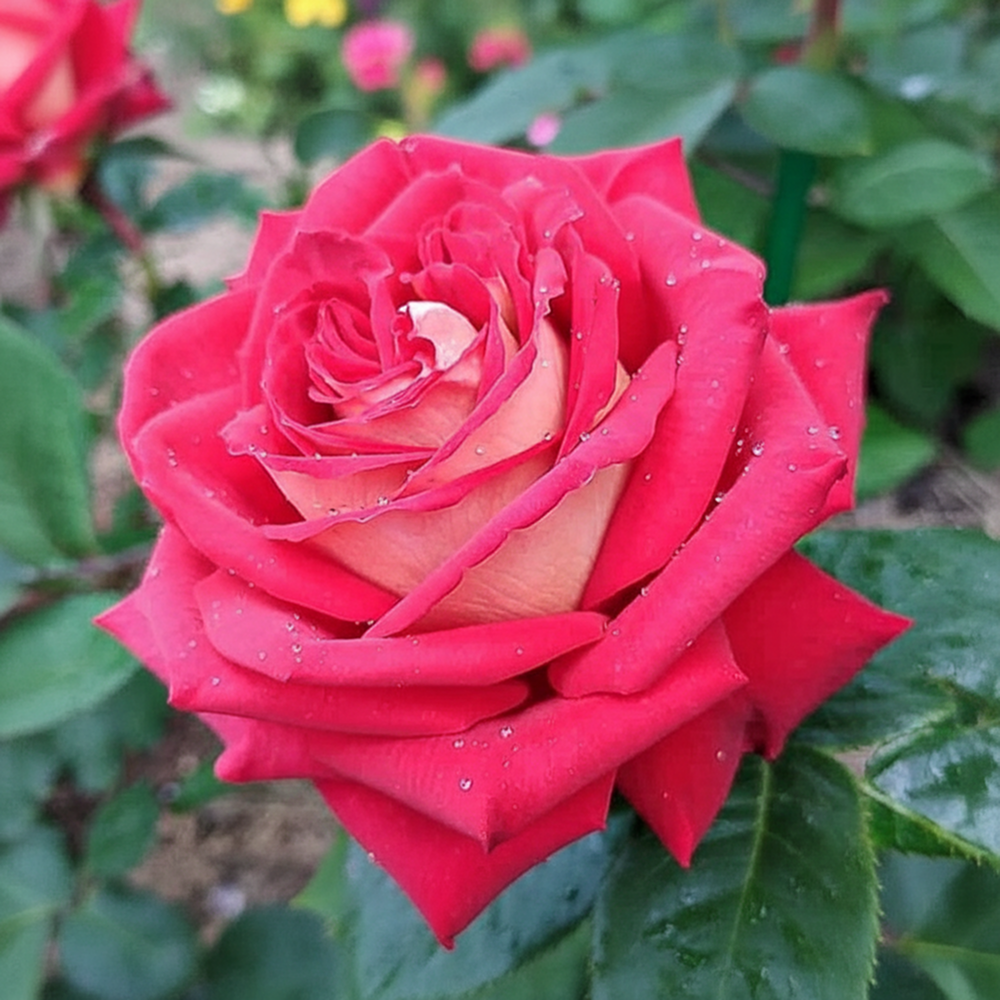 

Роза чайно-гибридная малошипная Кроненбург