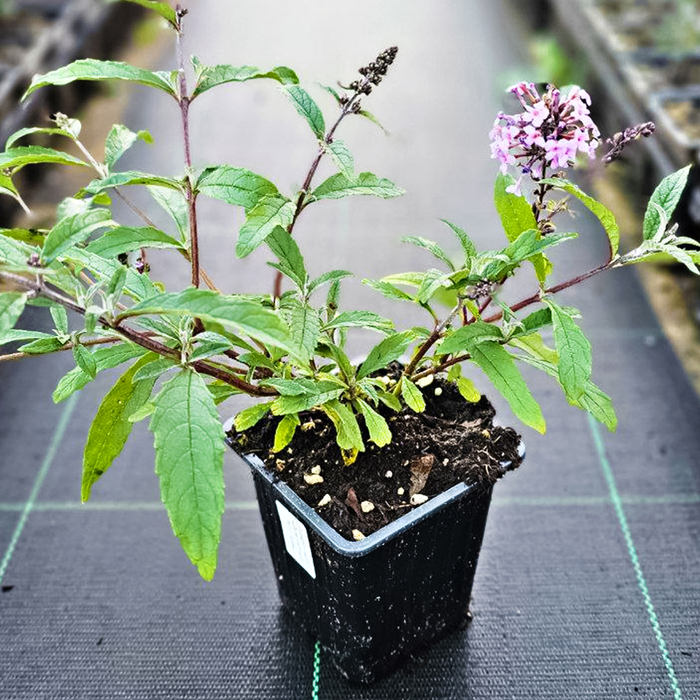 Буддлея Давида компактная Вистерия Лэйн