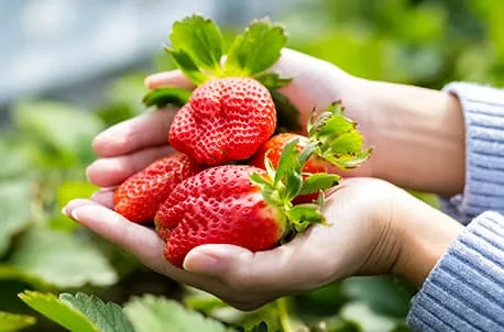 Просто и сладко: лучшие сорта ремонтантной клубники для теплиц