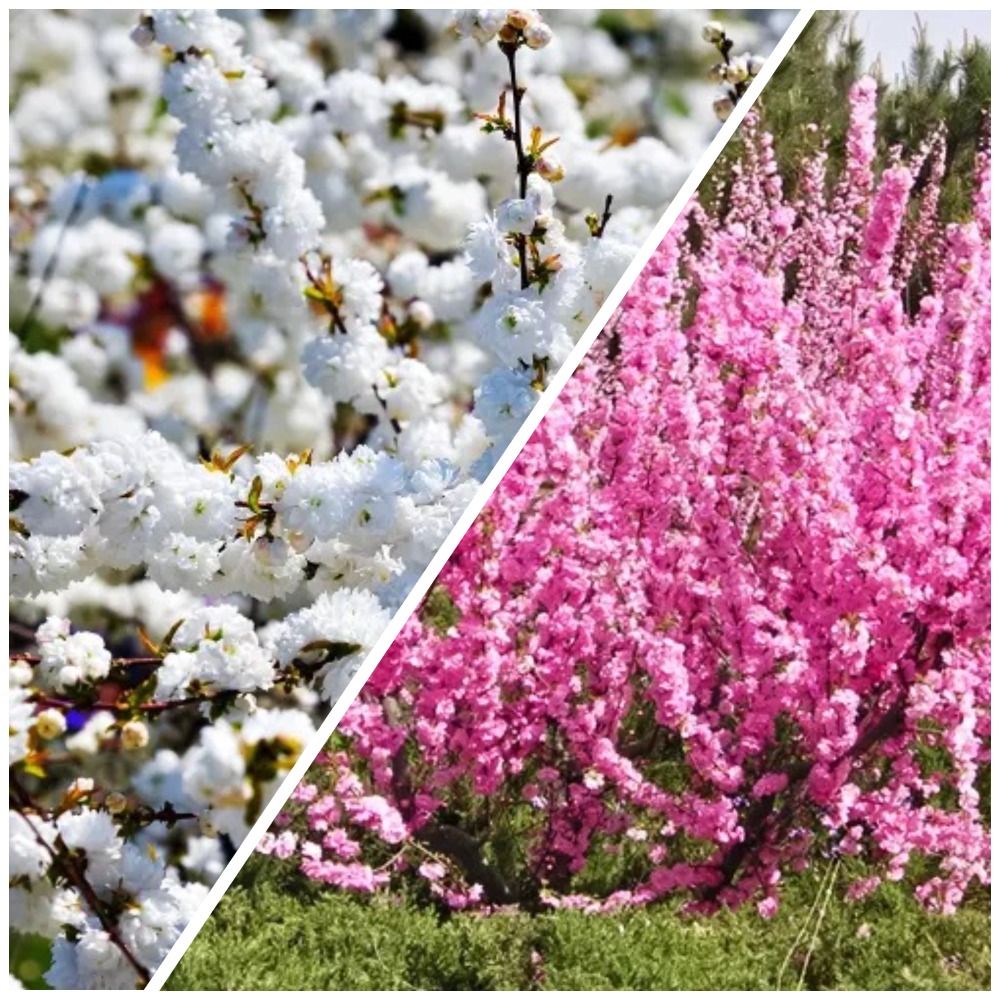 Сверхвыгода! Комплект раннецветущих экзотических кустарников "Пробуждение сада" из 2 сортов