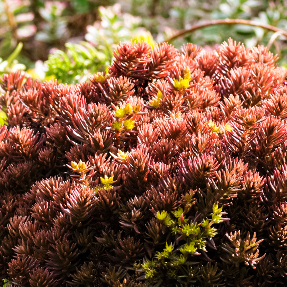 

Очиток (седум) гибридный Мокачино Болл