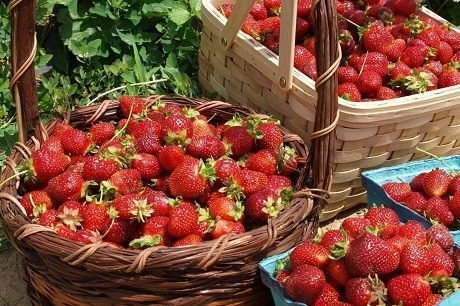 Как повысить урожайность земляники Как повысить урожайность земляники