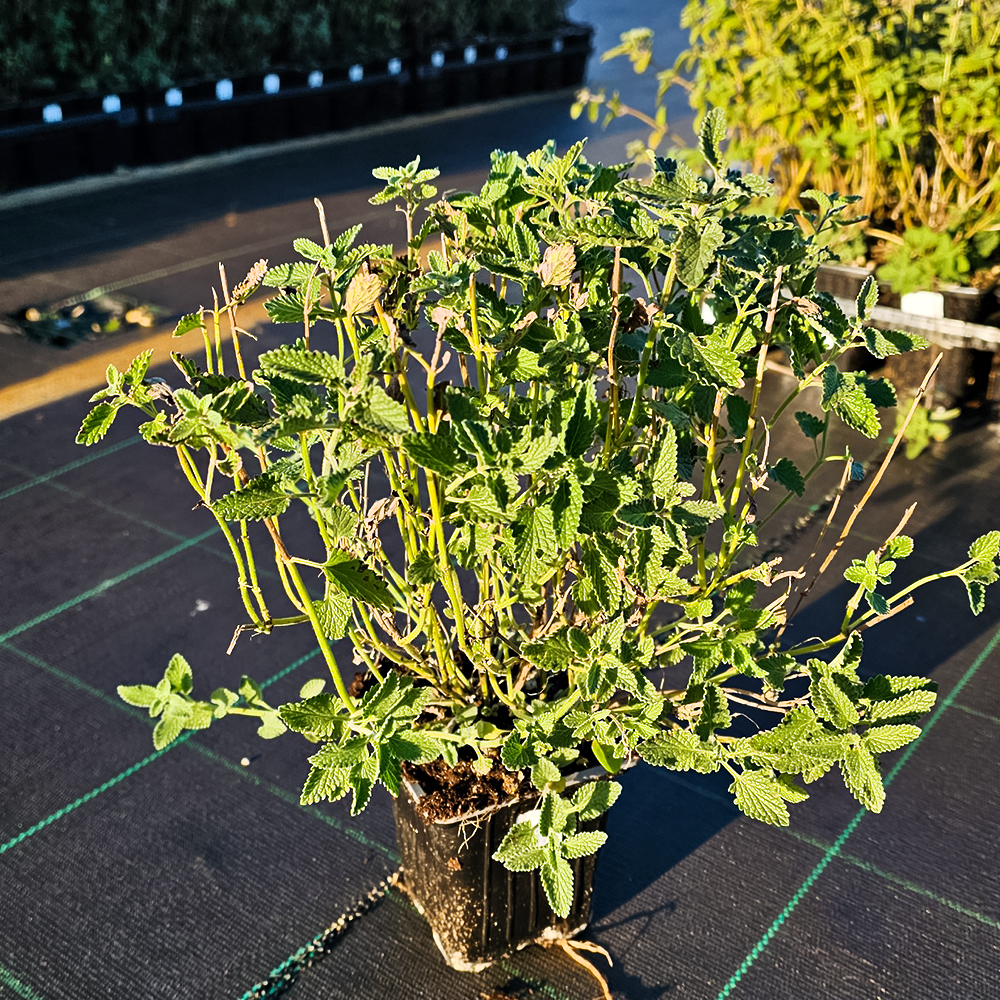 Котовник Фассена Блю Вандер