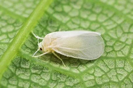 Белокрылка: фото, описание, борьба