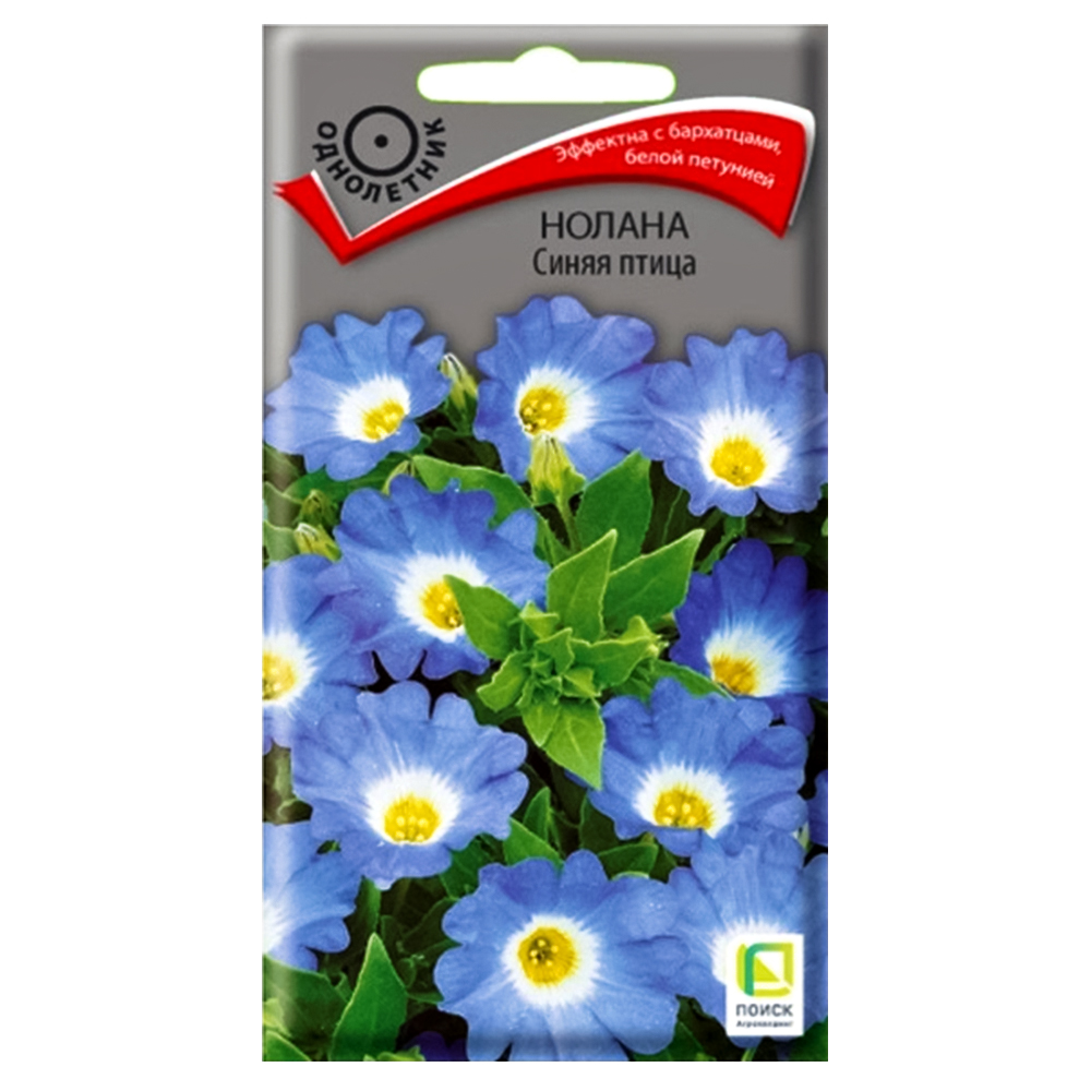 Нолана Синяя птица Поиск