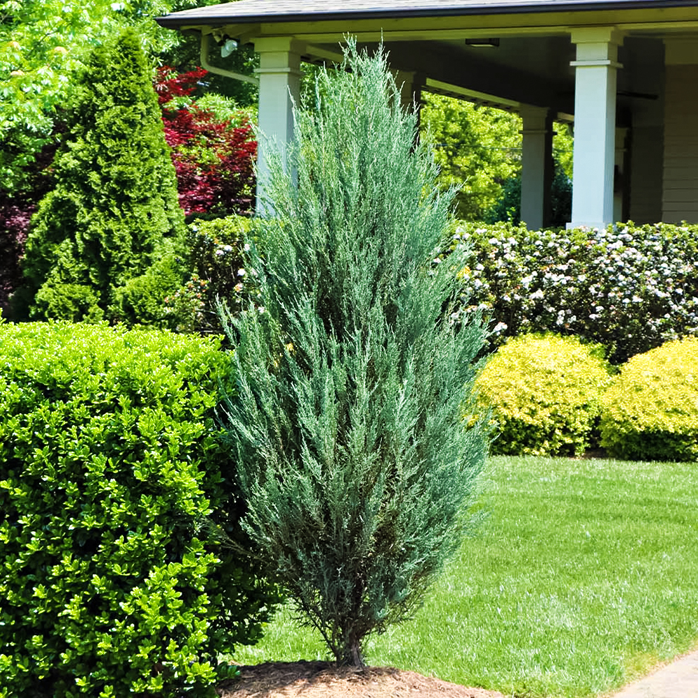 

Можжевельник скальный Скайрокет