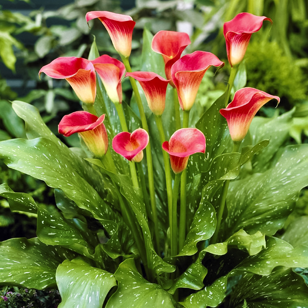 

Калла Ред Сокс