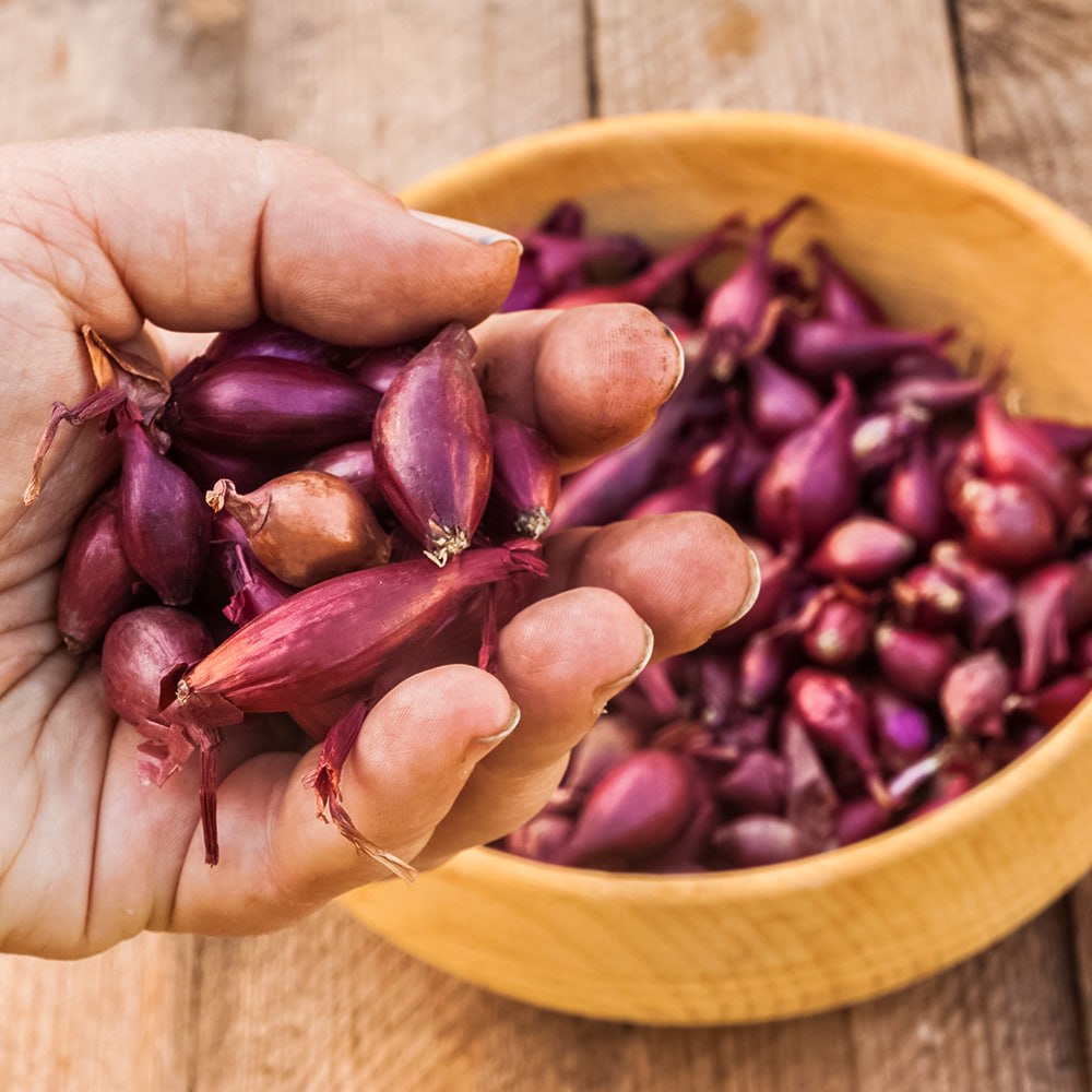 

Лук-севок Ред Барон