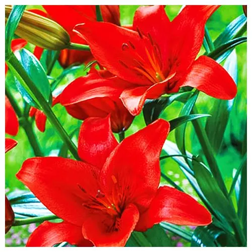 Лилия азиатская Гран Парадисо