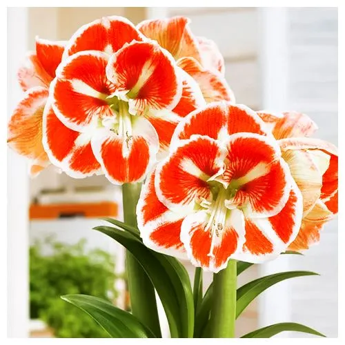 Амариллис (гиппеаструм) Самба