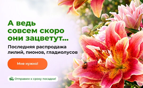 А ведь совсем скоро они зацветут... Последняя распродажа лилий, пионов, гладиолусов. Отправим к сроку посадки!
