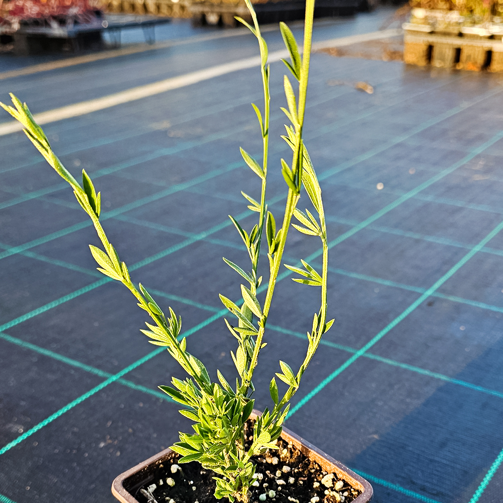 Ракитник ранний Моуклер Пинк