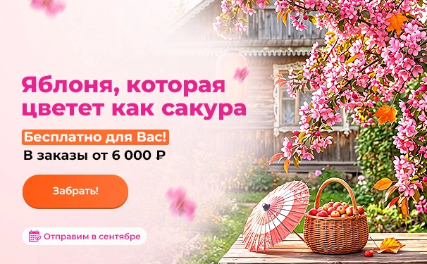 Яблоня, которая цветет как сакура! Бесплатно для Вас! В заказы от 6000 рублей. Отправим в сентябре