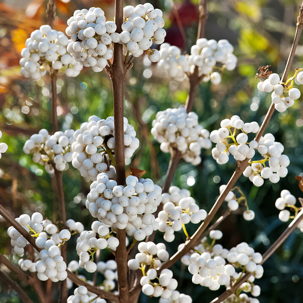 

Красивоплодник Бодиньера Сноу Квин