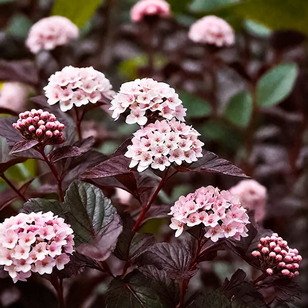 Пузыреплодник калинолистный малоуходный Саммер Вайн