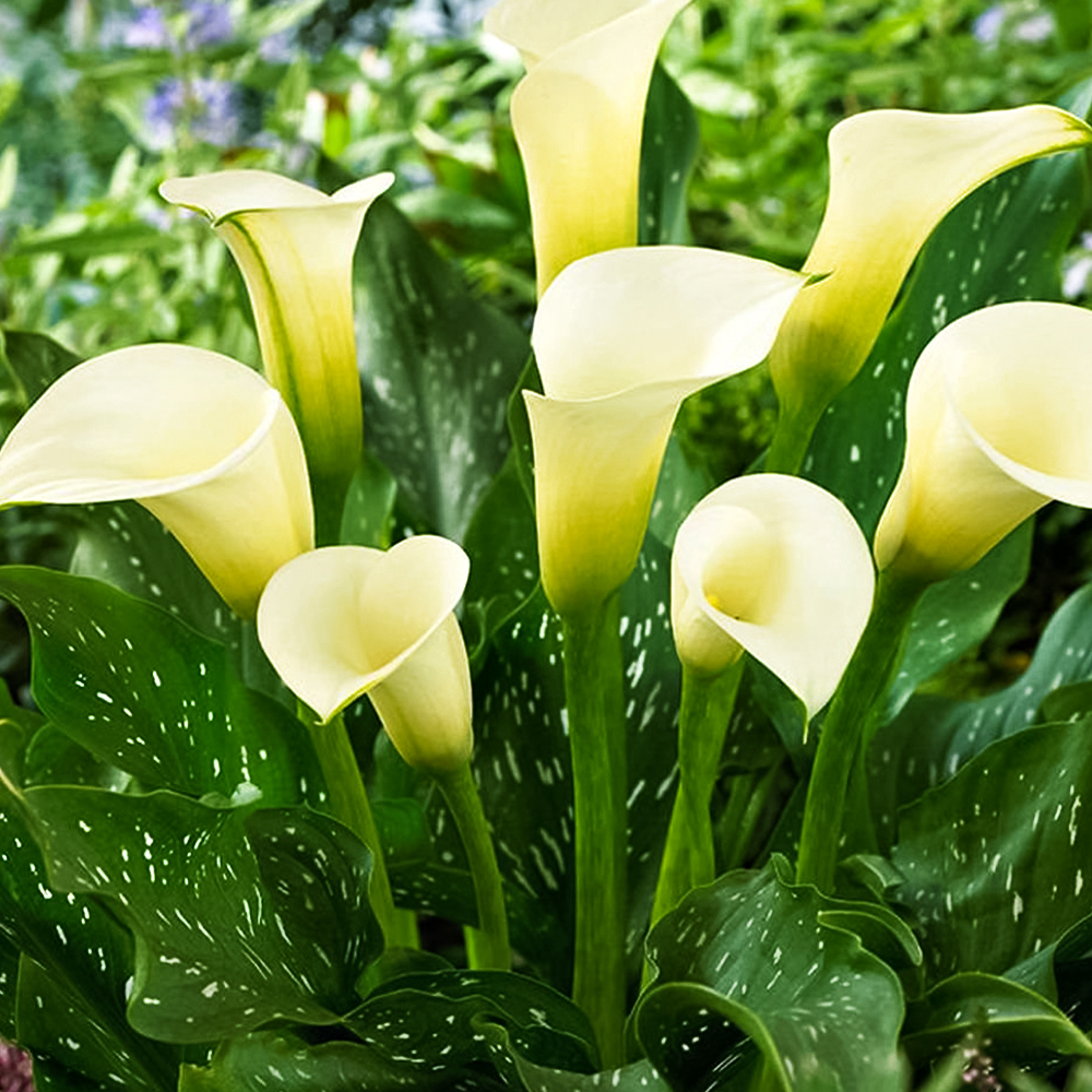 

Калла Элеганза