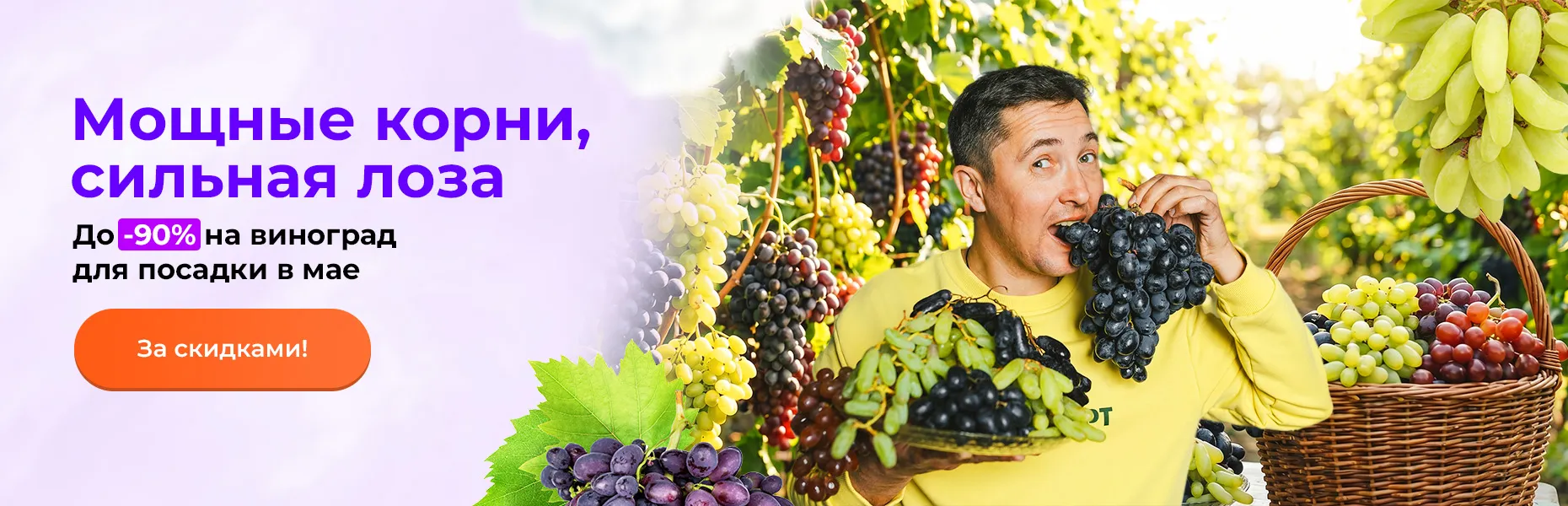 Мощные корни, сильная лоза! До -90% на виноград для посадки в мае