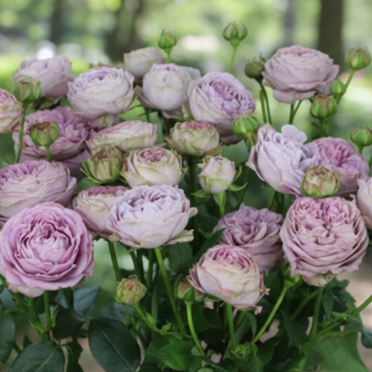 

Роза спрей Блоссом Бабблс