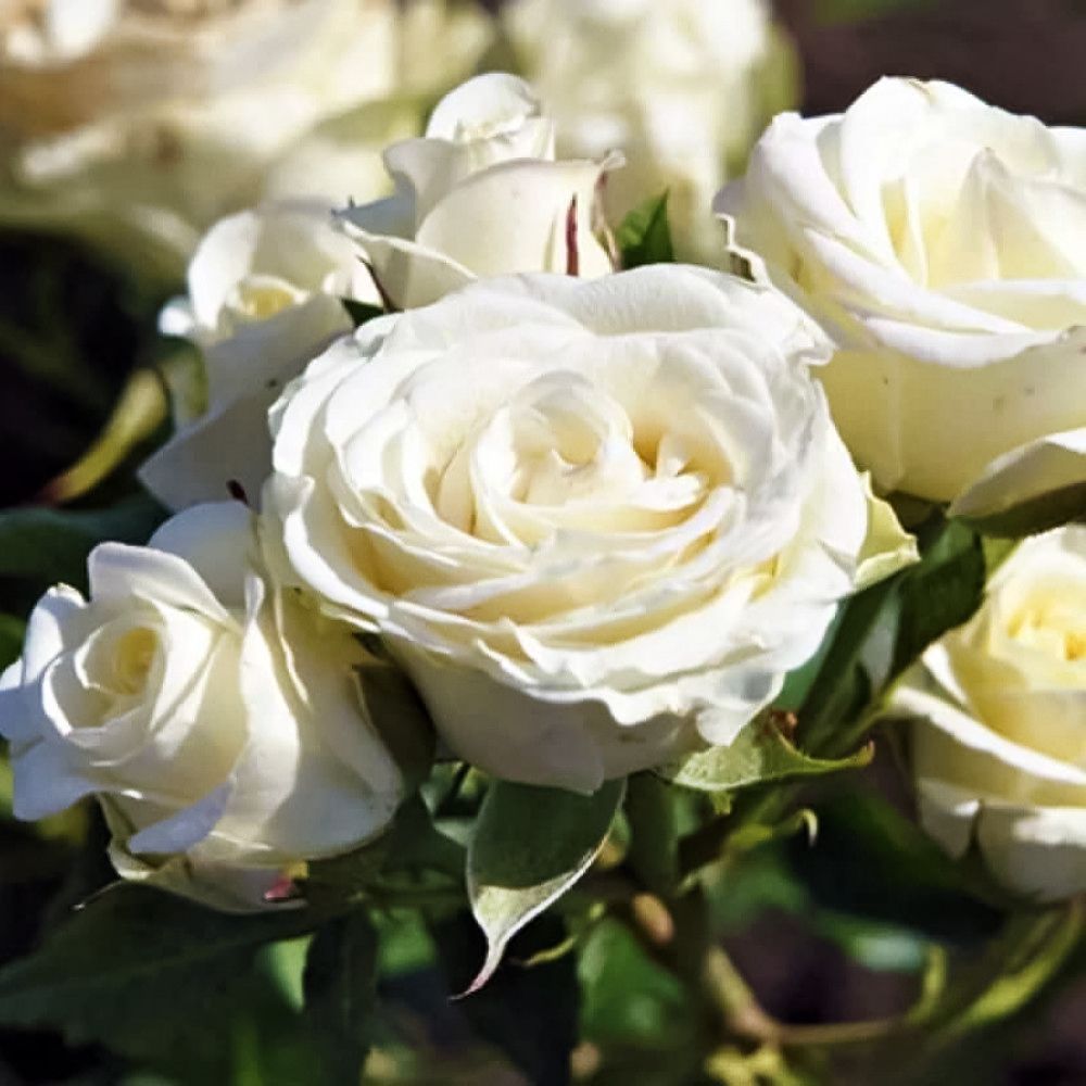 Роза спрей Вайт Лидия