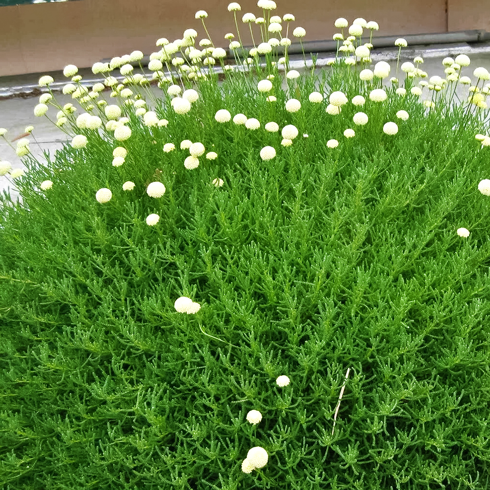 Сантолина неприхотливая Оливия