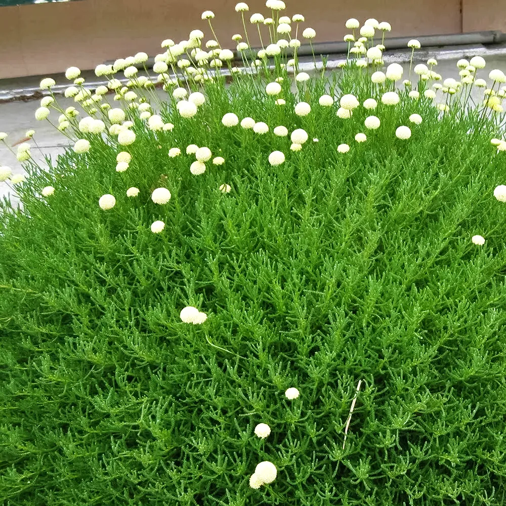 СантолинанеприхотливаяОливия