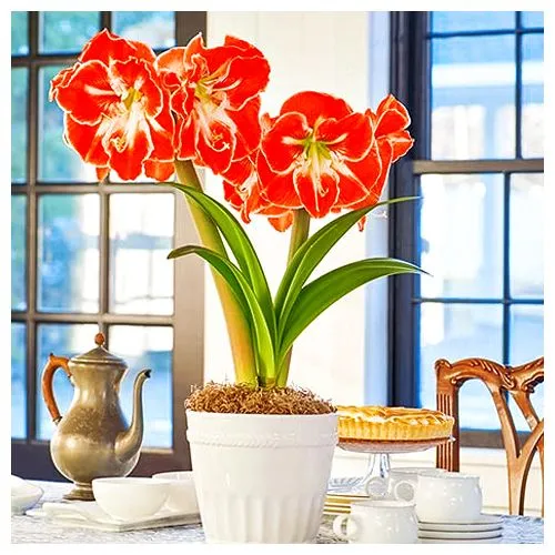 Амариллис (гиппеаструм) Самба