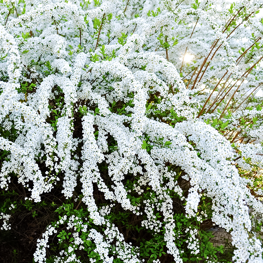 Спирея серая Грефшейм