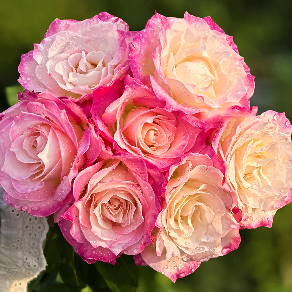 Роза чайно-гибридная сияющая Серафим