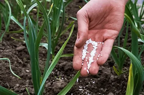 Подкормка чеснока по сезонам: схемы, советы и лучшие удобрения