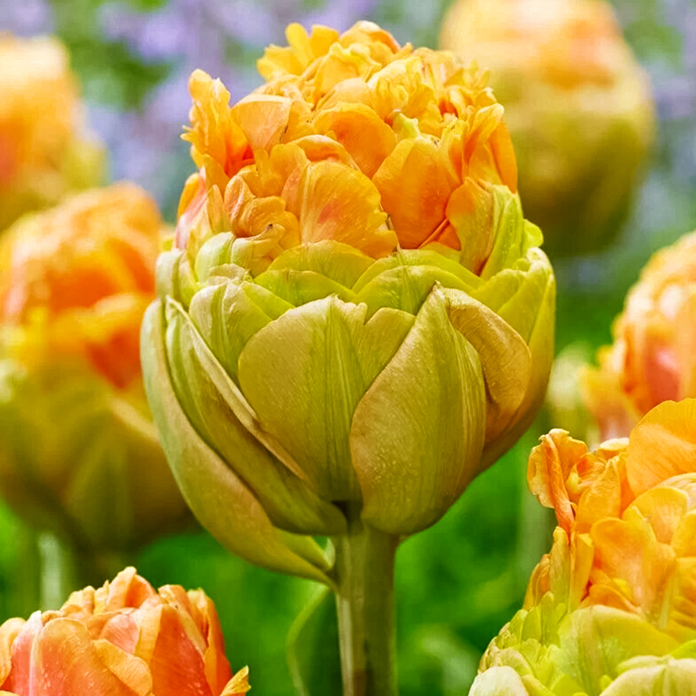 

Тюльпан махровый ранний Ле Лаванду