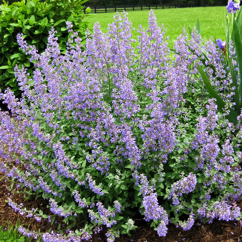 КотовникФассенаБлюВандер