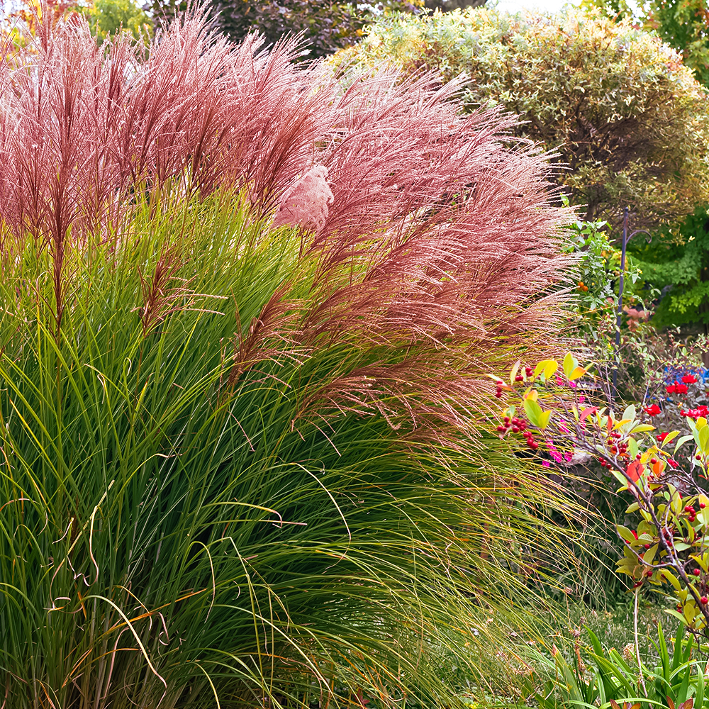 

Мискантус китайский Грациллимус