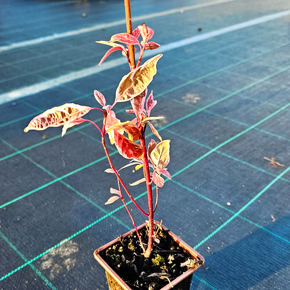 Дерен белый Элегантиссима