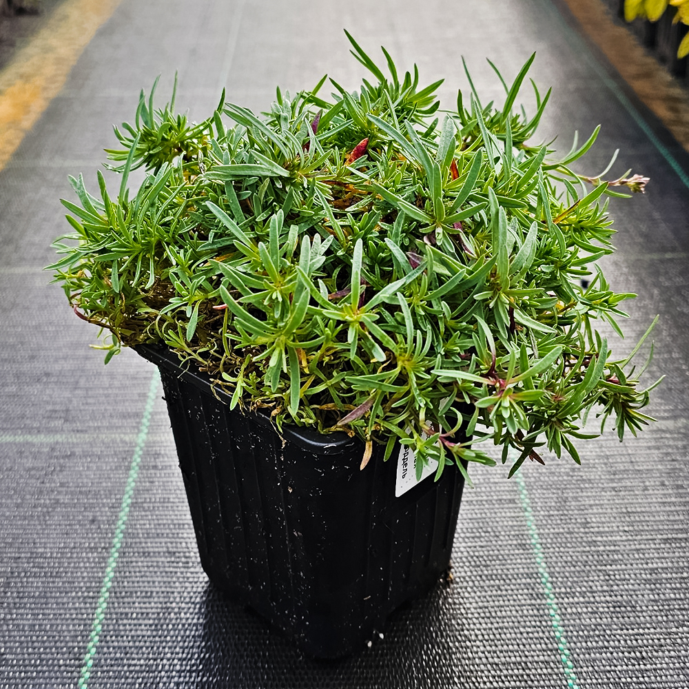 Гипсофила ползучая Кнюддель