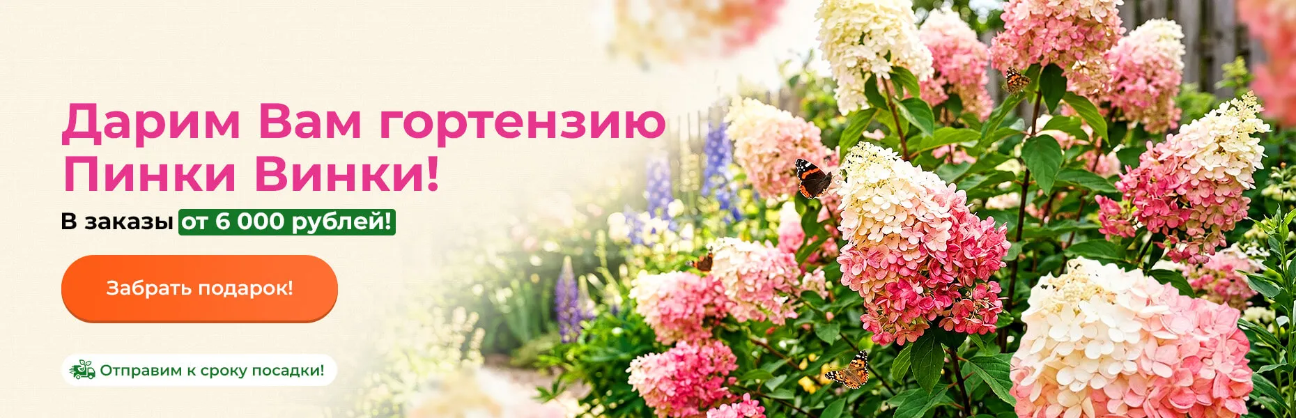 Дарим Вам гортензию Пинки Винки! В заказы от 6 000 рублей! Отправим к сроку посадки!