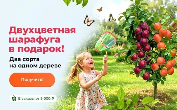 Двухцветная шарафуга в подарок! Два сорта на одном дереве В заказы от 9 000 рублей