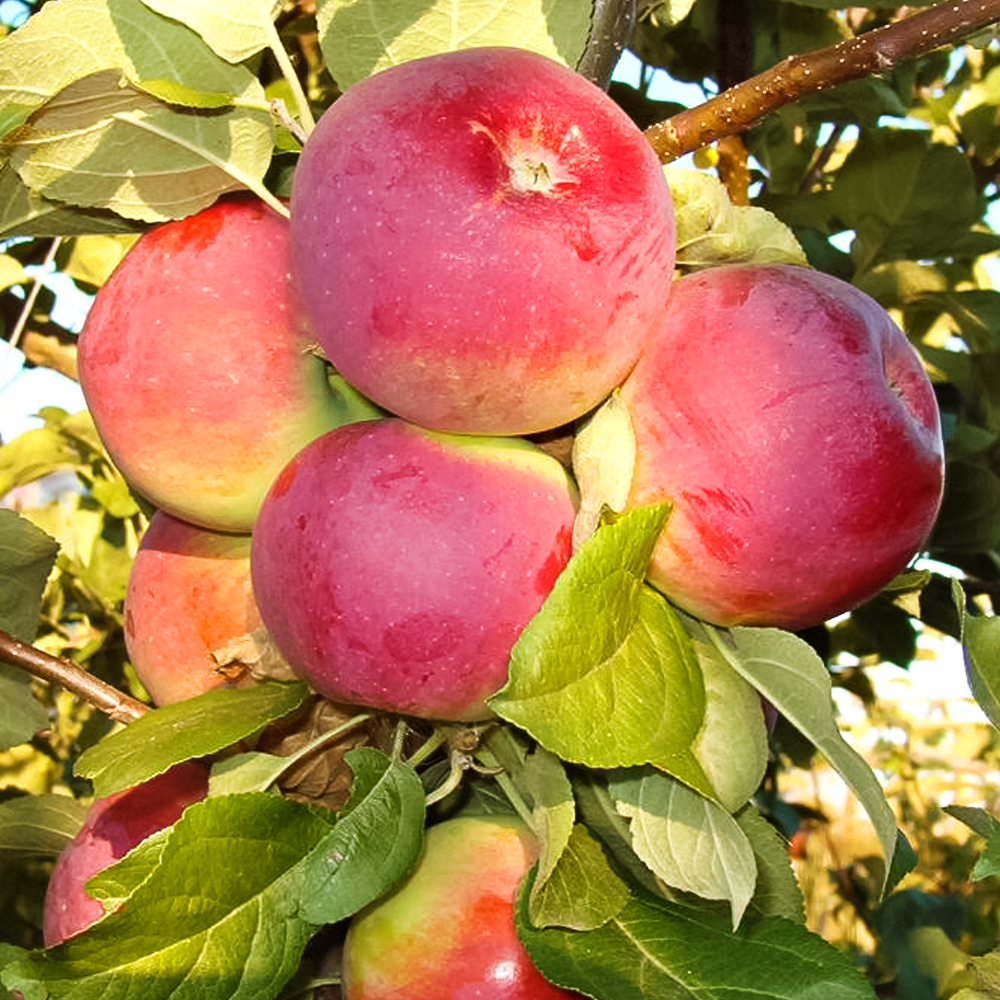 

Яблоня для экстремальных условий Сурхурай