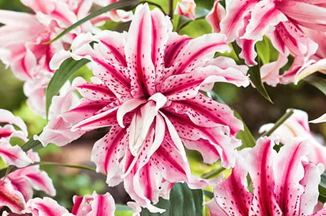 Лилии, с которыми легко. ТОП-5 сортов для климата Казахстана