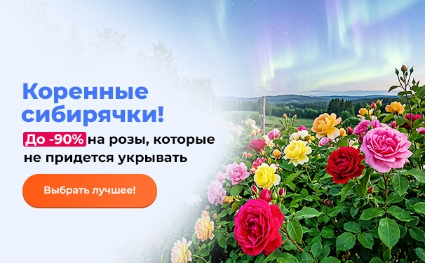 Коренные сибирячки! До -90% на розы, которые не придется укрывать