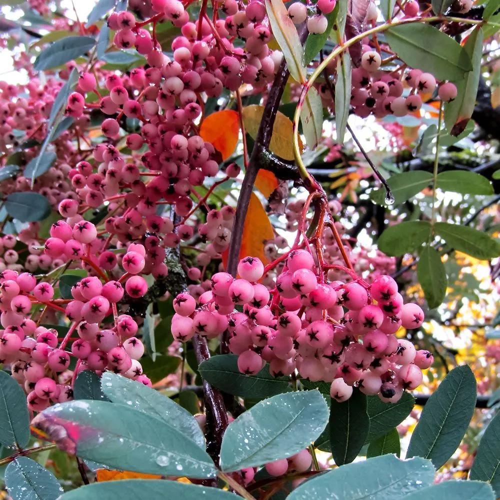 РябинасладкоплоднаясовкусомбрусникиПинк